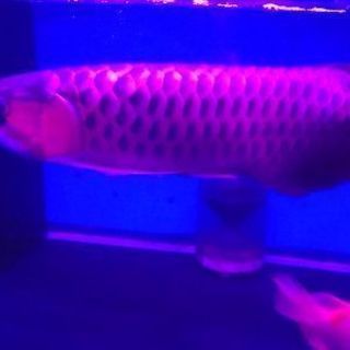 【アロワナの混泳に！】ダイヤ ハイブリッド