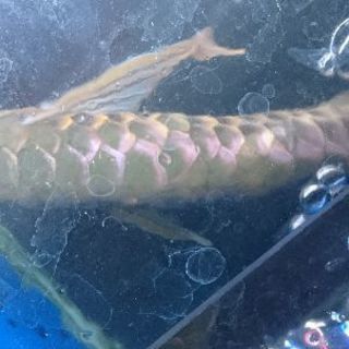 【アロワナの混泳に！】ダイヤ ハイブリッド