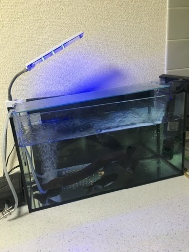 バトラクスキャット 水槽フルセット