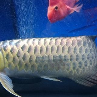 【アロワナの混泳に！】ダイヤ ハイブリッド