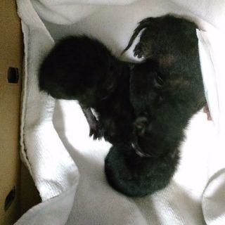 至急！生まれたて子猫３匹！