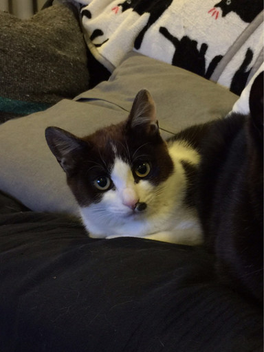 チャームポイントはお口のホクロ ハチワレ黒白メスまるぷう ちゃん Npo法人 府中猫の 府中の猫の里親募集 ジモティー