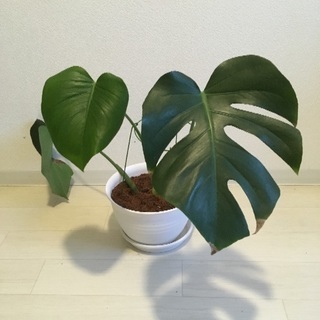 観葉植物 モンステラ 8号鉢⑻