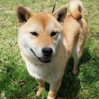 千葉県の犬の里親募集 ジモティー