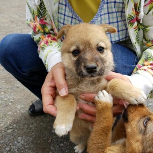 子犬もらってくださる方募集してます カーチャン つくばの犬の里親募集 ジモティー