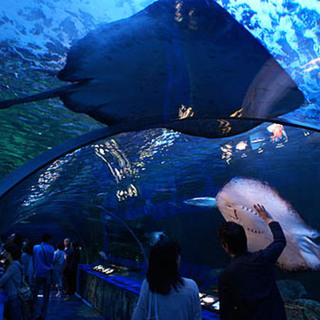 4月22日(日) 水族館でデート気分！イルカやアシカのショーも楽...