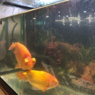 金魚3匹 頂天眼さしあげます。