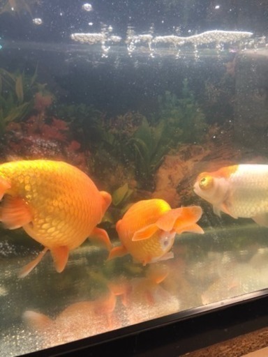 金魚3匹 頂天眼さしあげます たかさん 松戸のその他の中古あげます 譲ります ジモティーで不用品の処分 金魚3匹 頂天眼さしあげます たかさん 松戸のその他の中古あげます 譲ります ジモティーで不用品の処分