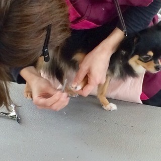 日曜日に愛犬と一緒にトリミング技術を学びませんか？神戸愛犬美容専...