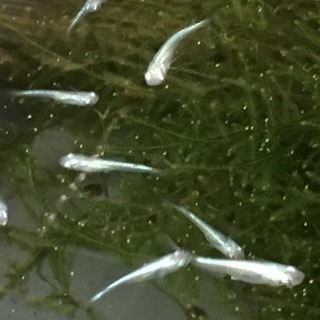 ミユキメダカ 幼魚（約1.5cm〜2.5cm）1匹150円