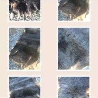 熊のカーペット