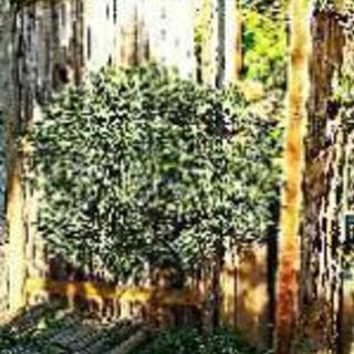 台杉の中古が安い！激安で譲ります・無料であげます｜ジモティー 