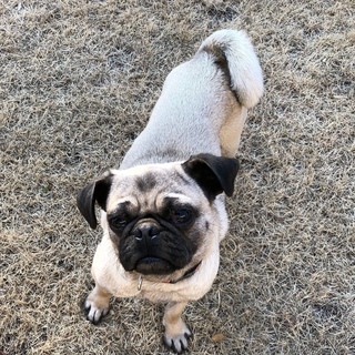 パグ犬の里親募集