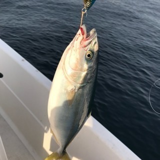 水曜日行ける船釣り仲間募集 