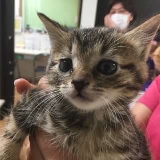 手の平サイズの子猫ちゃんです。 - 鹿沼市