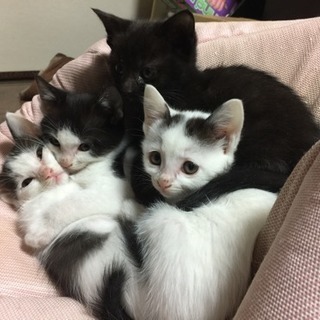 生後3ヶ月のカワイイ仔猫もらってください🐈