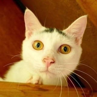 里親さま決定♪　カツラ猫の受難　かつら　２歳前後 − 埼玉県