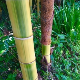 ② 金明孟宗竹   珍しいです