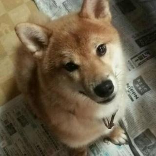 ☆１歳の柴犬♂☆