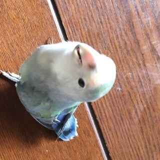 コザクラインコ