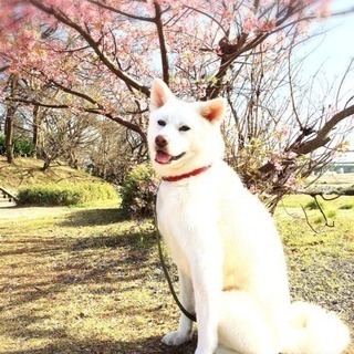 秋田犬