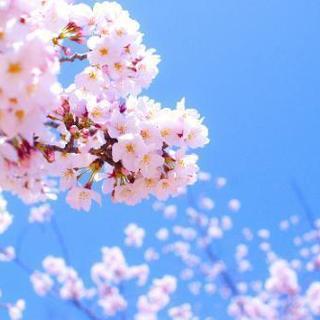 弘前桜祭り。急募！