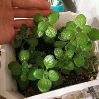 （今ある分は決まりました）いい香りがする多肉植物 アロマティカス...