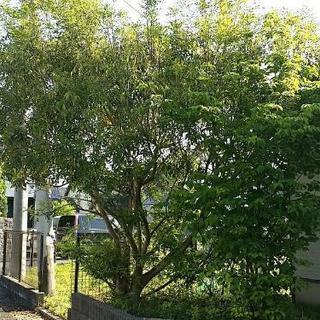 シマトネリコ　人気の庭木　単幹の大木