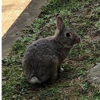 遺棄されたウサギの行方捜索しています。