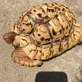 ヒョウモンリクガメ  差し上げます