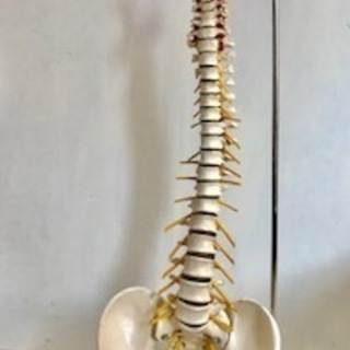 脊柱模型　人体骨格模型　