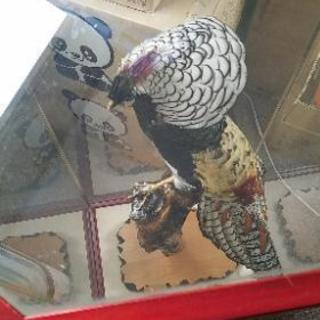 値下げ　銀鶏鳥　剥製 値下げ 銀鶏鳥 剥製 - メルカリ