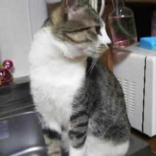 雑種 オス 1歳5ヶ月 Munnymama 中神の猫の里親募集 ジモティー 雑種 オス 1歳5ヶ月 Munnymama 中神の猫の里親募集 ジモティー