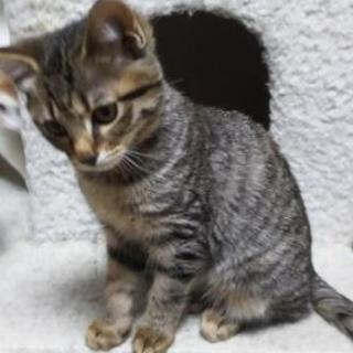 雑種 子猫 6ヵ月 同じ柄が2匹です 1匹ずつでも可能です Munnymama 中神の猫の里親募集 ジモティー