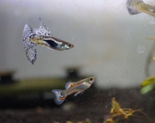 グッピー 生後2 3ヶ月 Camel 日立のその他の中古あげます 譲ります ジモティーで不用品の処分