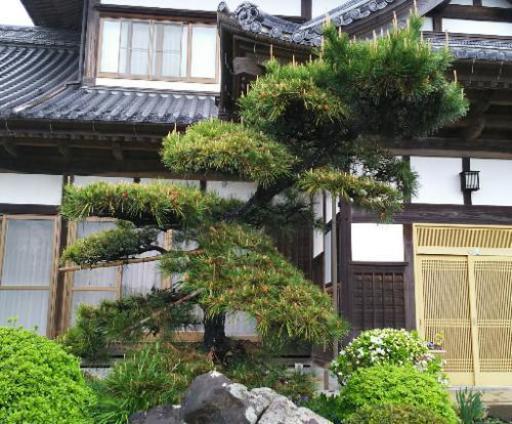 松の木 1本【取引中】