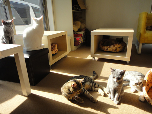 猫カフェひなたぼっこ にみ 甲子園口の猫の無料広告 無料掲載の掲示板 ジモティー 猫カフェひなたぼっこ にみ 甲子園口の猫の無料広告 無料掲載の掲示板 ジモティー