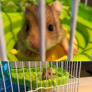 再up済 4.24 ゴールデンハムスター🐹赤ちゃんたちの里親さん...