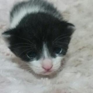 4月10日生まれの白黒子猫
