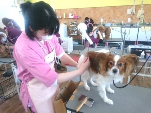 トリミング技術を日曜日に習えるよ 神戸愛犬美容専門学院 姫路のその他の生徒募集 教室 スクールの広告掲示板 ジモティー