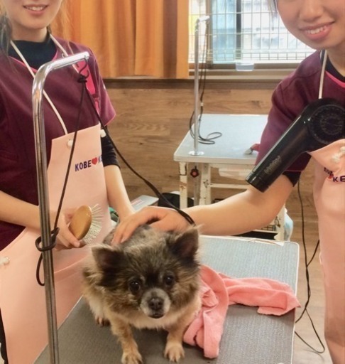 トリミング技術を日曜日に習えるよ 神戸愛犬美容専門学院 姫路のその他の生徒募集 教室 スクールの広告掲示板 ジモティー