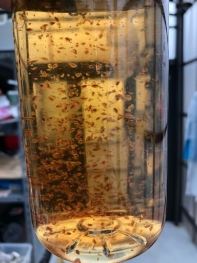 メダカ 金魚 グッピーの餌 大みじんこ 美夜洸めだか 行橋のその他の中古あげます 譲ります ジモティーで不用品の処分 メダカ 金魚 グッピーの餌 大みじんこ 美夜洸めだか 行橋のその他の中古あげます 譲ります ジモティーで不用品の処分