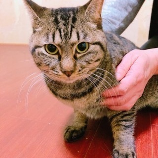 保護 犬猫譲渡会 - 中津川市