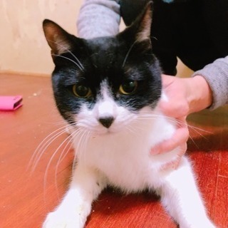 保護 犬猫譲渡会 − 岐阜県