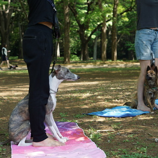 犬と触れ合いながら姿勢を向上させるドッグヨガ＠代々木公園 - 渋谷区