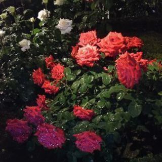 旧古川庭園の薔薇の画像