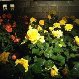 旧古川庭園の薔薇 - 北区