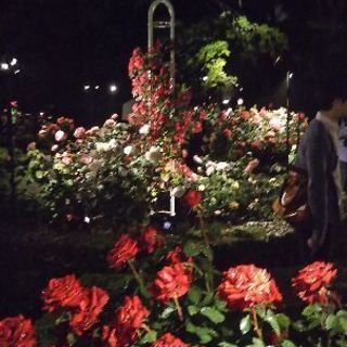 旧古川庭園の薔薇 − 東京都