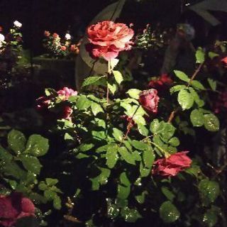 旧古川庭園の薔薇 - メンバー募集