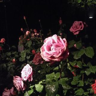 旧古川庭園の薔薇 - 友達